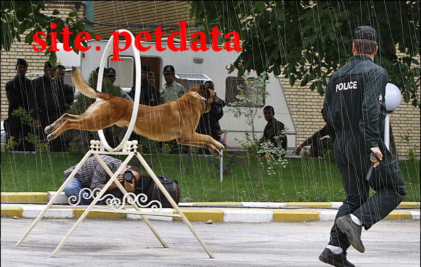 پرورش سگ  در ایران
