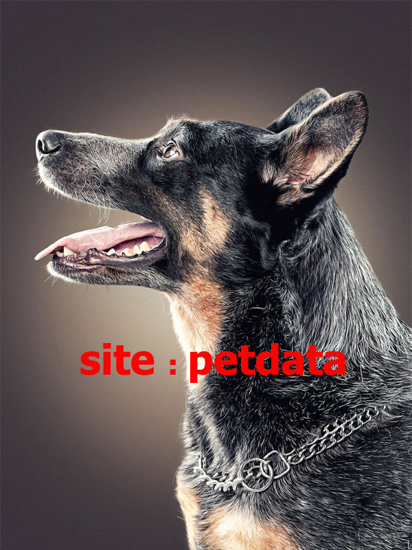 فروش سگ ژرمن – DOG POLICE