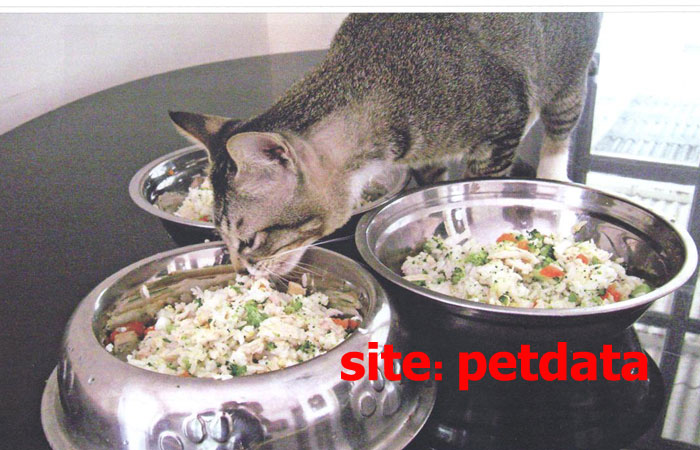 راهکارهایی برای درمان حساسیت غذایی گربه ها
