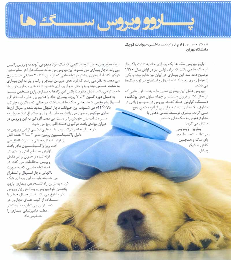 مقاله  درمان سگ 
