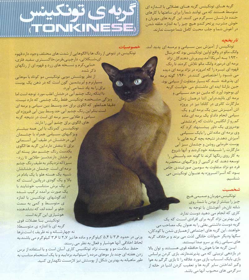 نژاد گربه تونکینس 