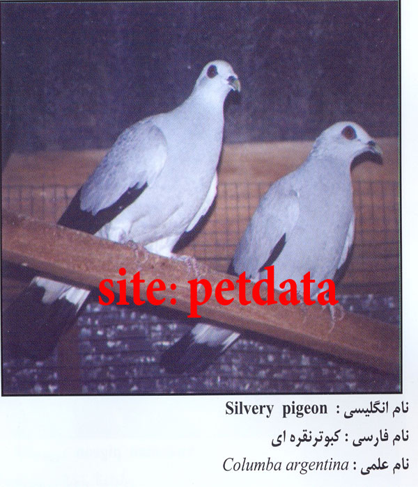 فروش کبوتر 