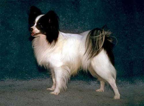 نژاد  سگ  پاپیلون
