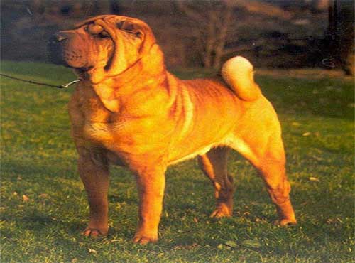 نژاد  سگ جاپانیز شارپی