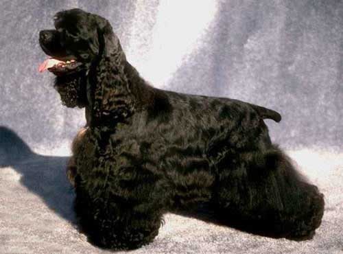 نژاد  سگ کوکر اسپانیل