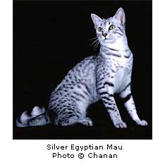 گربه <a title='مصری' href='http://www.google.com/search?q=site%3Awww.petdata.ir+مصری' ><strong style='color:blue'>مصری</strong></a>