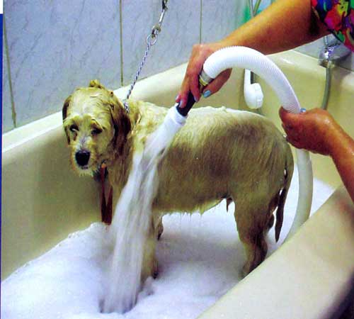 مسمومیت حیوانات خانگی